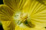 Carolina primrose willow