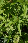 Carolina primrose willow