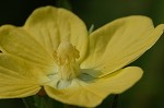 Carolina primrose willow