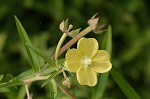 Carolina primrose willow