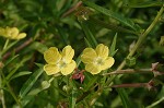 Carolina primrose willow