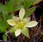 Long Beach primrose-willow