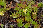 Long Beach primrose-willow