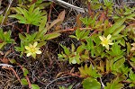 Long Beach primrose-willow