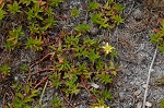 Long Beach primrose-willow