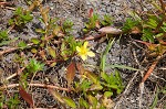 Long Beach primrose-willow