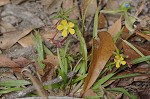 Anglestem waterprimrose