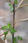 Anglestem waterprimrose