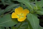 Peruvian primrose-willow