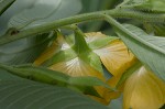 Peruvian primrose-willow