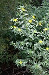 Peruvian primrose-willow