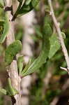 Carolina desert-thorn <BR>Christmasberry