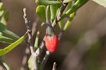 Carolina desert-thorn <BR>Christmasberry