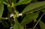 Taperleaf water horehound