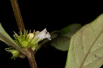 Taperleaf water horehound