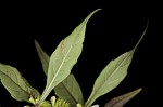 Taperleaf water horehound