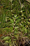 Taperleaf water horehound