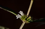 Taperleaf water horehound