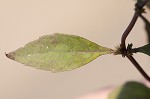 Taperleaf water horehound