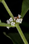 Virginia water horehound