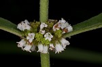 Virginia water horehound