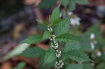 Virginia water horehound