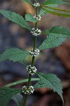 Virginia water horehound