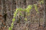 Japanese climbing fern