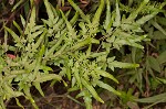 Japanese climbing fern