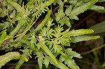 Japanese climbing fern