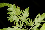 Japanese climbing fern