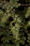 Japanese climbing fern