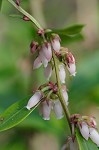 Fetterbush