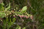 Fetterbush