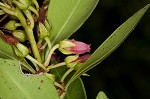 Fetterbush