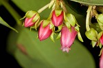 Fetterbush