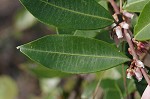 Fetterbush