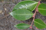 Fetterbush