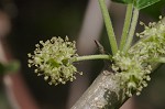 Osage orange