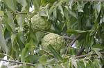 Osage orange