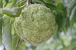 Osage orange