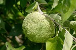 Osage orange