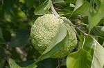 Osage orange