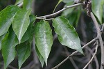 Osage orange