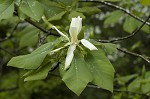 Mountain magnolia