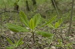 Umbrella tree