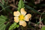 Threelobe false mallow