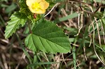 Threelobe false mallow