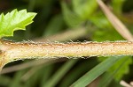 Threelobe false mallow