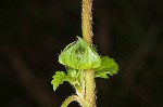 Threelobe false mallow